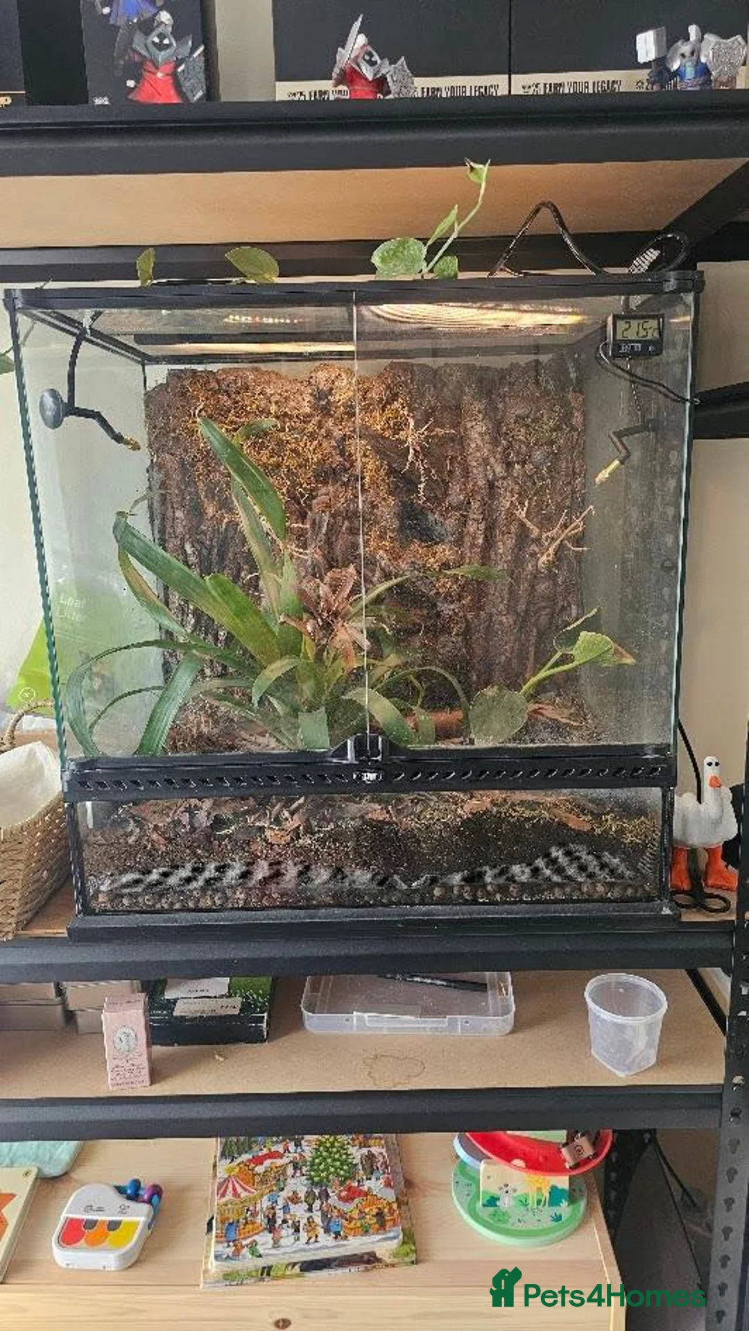 Isopods invertebrates for sale: 200+ Isopods with Complete Exo Terra Terrarium in Doncaster - Advert 1