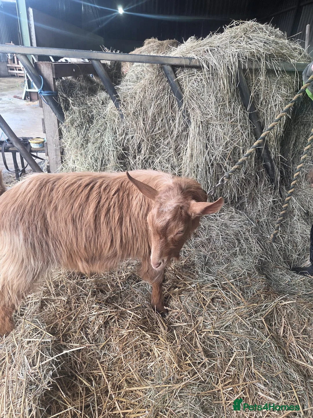 Goats livestock for sale: Royal Golden Guernsey  - Advert 7