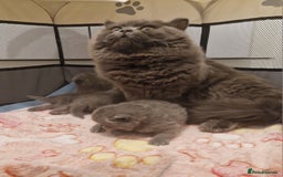 British Shorthair cats for sale: ✨ GCCF Registered British Shorthair Kittens ✨ - Image 15