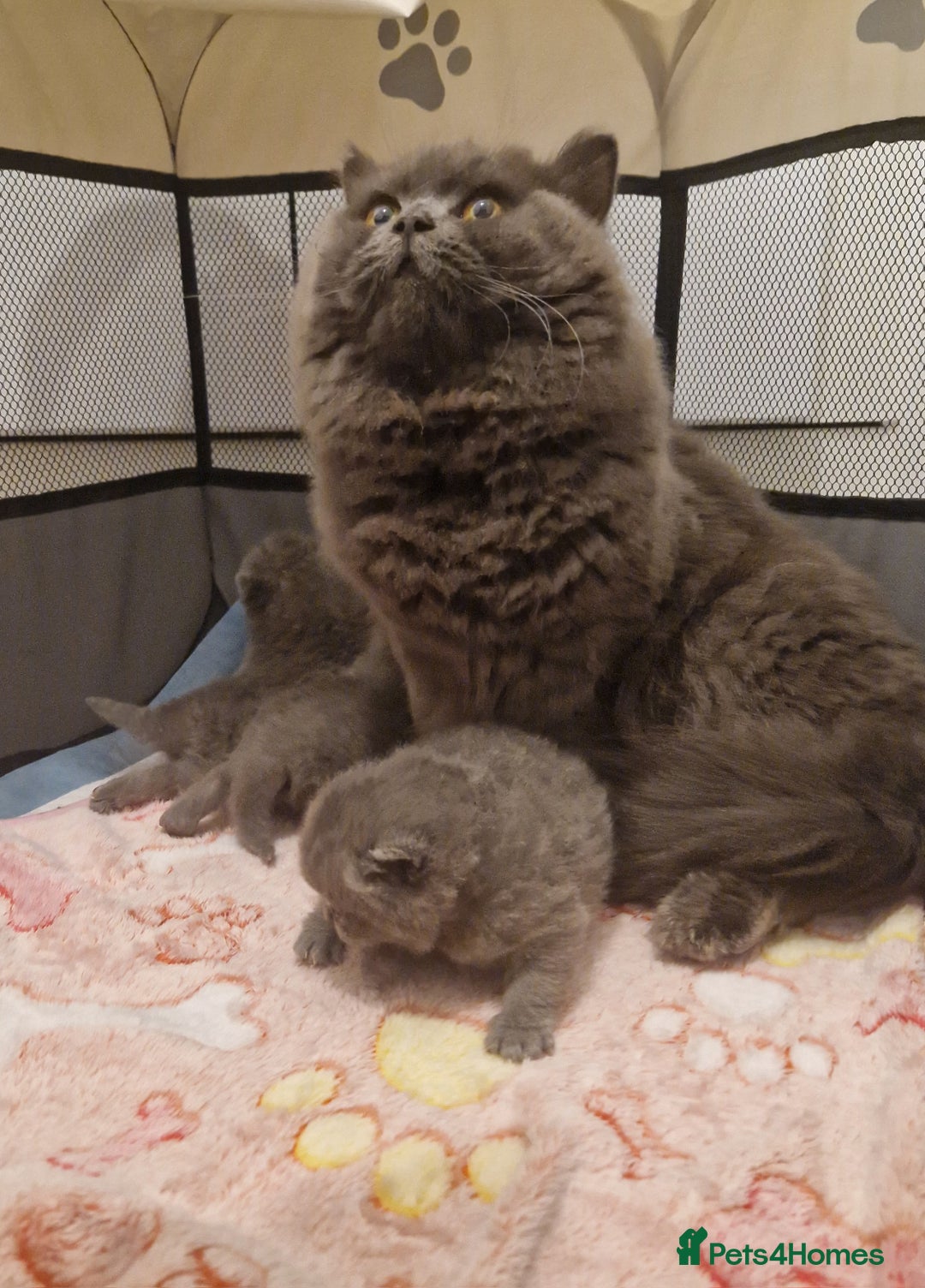 British Shorthair cats for sale: ✨ GCCF Registered British Shorthair Kittens ✨ - Image 15