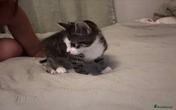 British Longhair cats for sale: Stunning kittens  - Advert 21