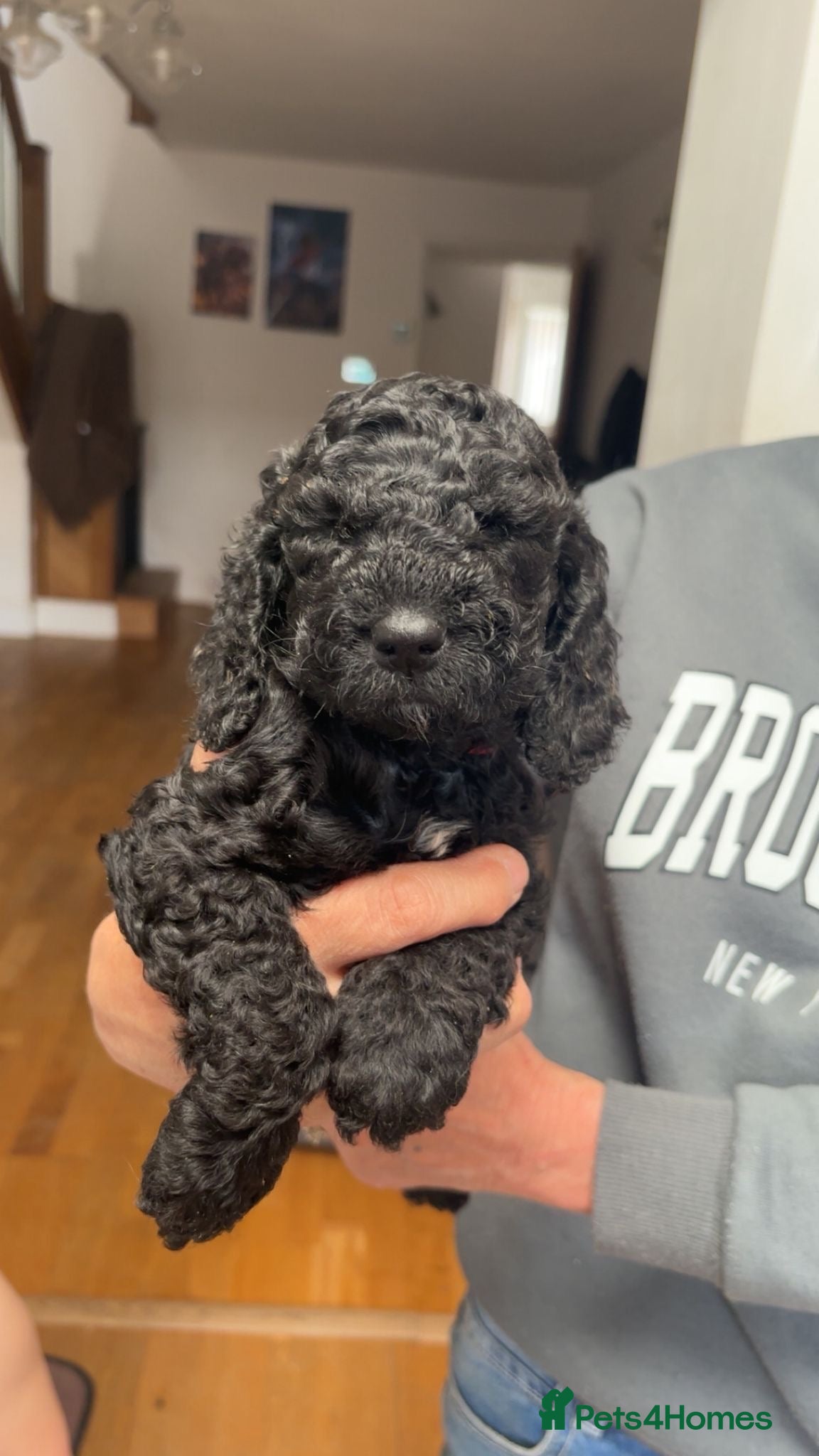 Cockapoo dogs F2 cockapoo puppies - Advert 2