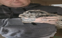 Cockapoo dogs for sale: 8 gorgeous cockapoo puppies - Advert 19