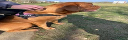 Dogue De Bordeaux dogs for sale: Dogue de Bordeaux pups🐶🐶 - Advert 29