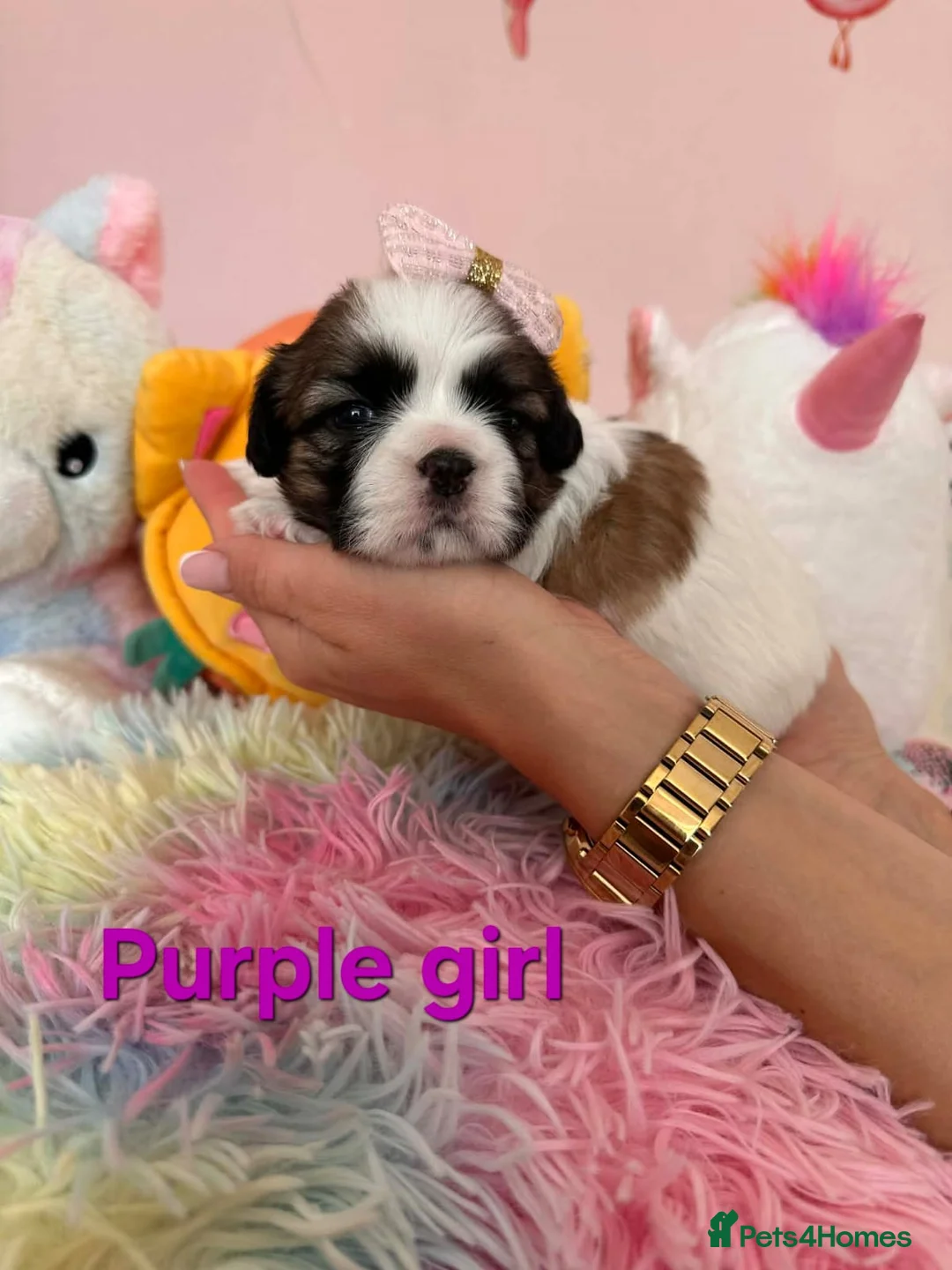 Shih Tzu dogs for sale: 🥰🐾 Adorable Shih Tzu Puppies 🐾🥰 - Advert 14