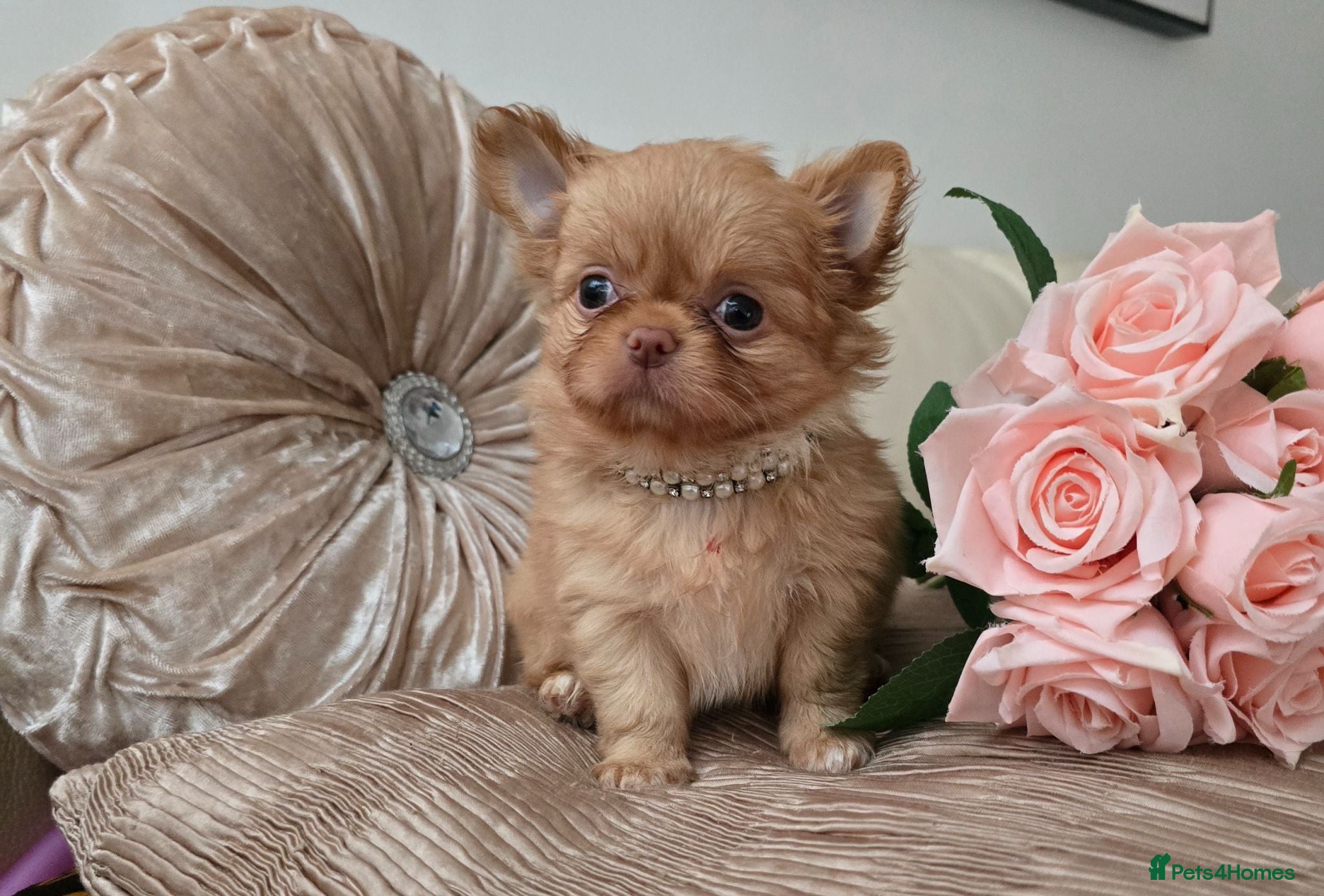 Chihuahua dogs Xx stunning kc chihuahua longcoat puppies Xx - Advert 2