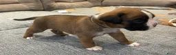 Boxer dogs for sale: Beautiful, KC registerd boxer puppies for sale - Advert 13