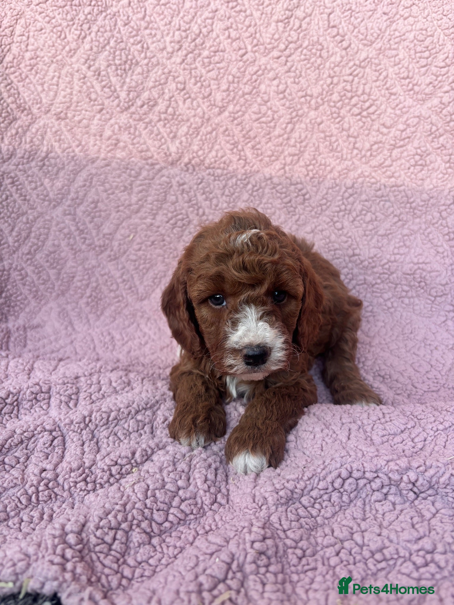 Cavapoo dogs Our delightful Cavapoo puppies  - Advert 8