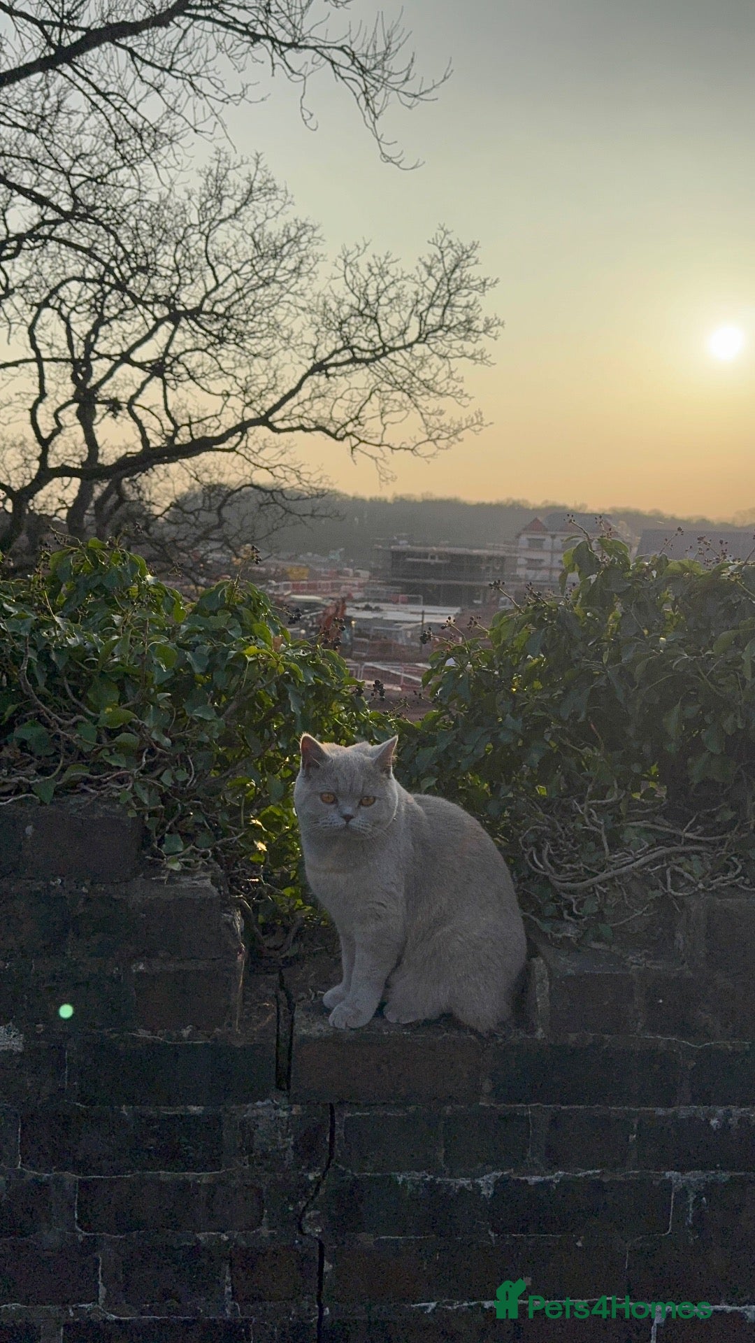 Mixed Breed cats BSH (Brittish shorthair) X Russian  - Advert 1