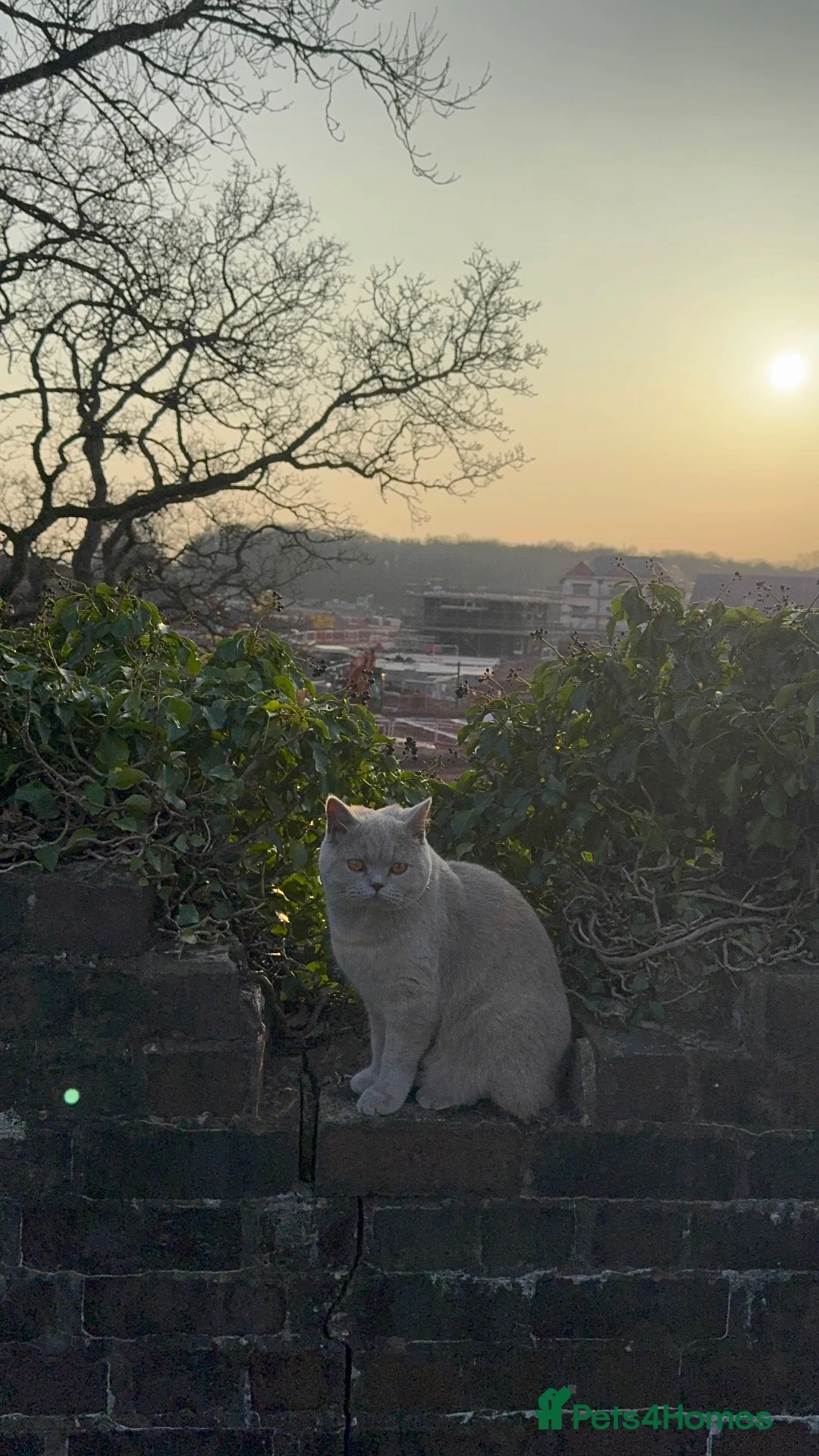 Mixed Breed cats for sale: BSH (Brittish shorthair) X Russian  in Cardiff - Advert 1