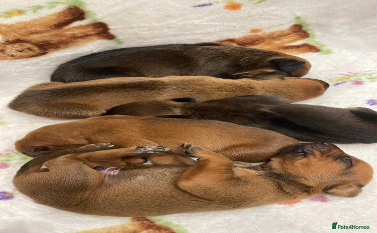 Rhodesian Ridgeback dogs - Advert 4