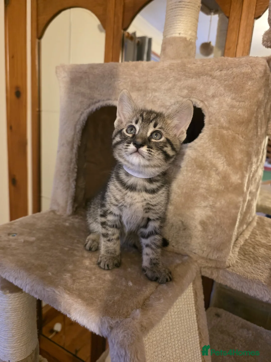 Mixed Breed cats for sale: Savannah X Maine Coon kittens - Advert 10