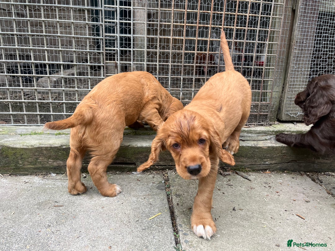 Cocker Spaniel dogs for sale: Heath tested working cocker pups  - Image 10