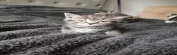 Mixed Breed cats for sale: Litter off kittens - Advert 5