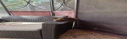 Mixed Breed cats for sale: Bengal cross kittens - Advert 7