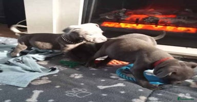 Staffordshire Bull Terrier dogs - Advert 15