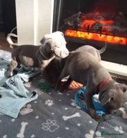 Staffordshire Bull Terrier dogs - Advert 15