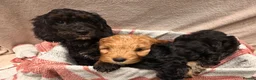 Cockapoo dogs for sale: 🐾 **Beautiful Miniature F1b Cockapoo Puppies **🐾 - Advert 8