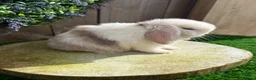 Mini Lop rabbits for sale: ⭐️ QUALITY FRIENDLY BABY MINI LOPS ⭐️ - Advert 17