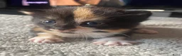 Mixed Breed cats for sale: 4 Beautiful fluffy kittens  - Advert 14