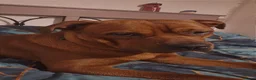 Mixed Breed dogs for sale: Staffweiler male - Advert 2