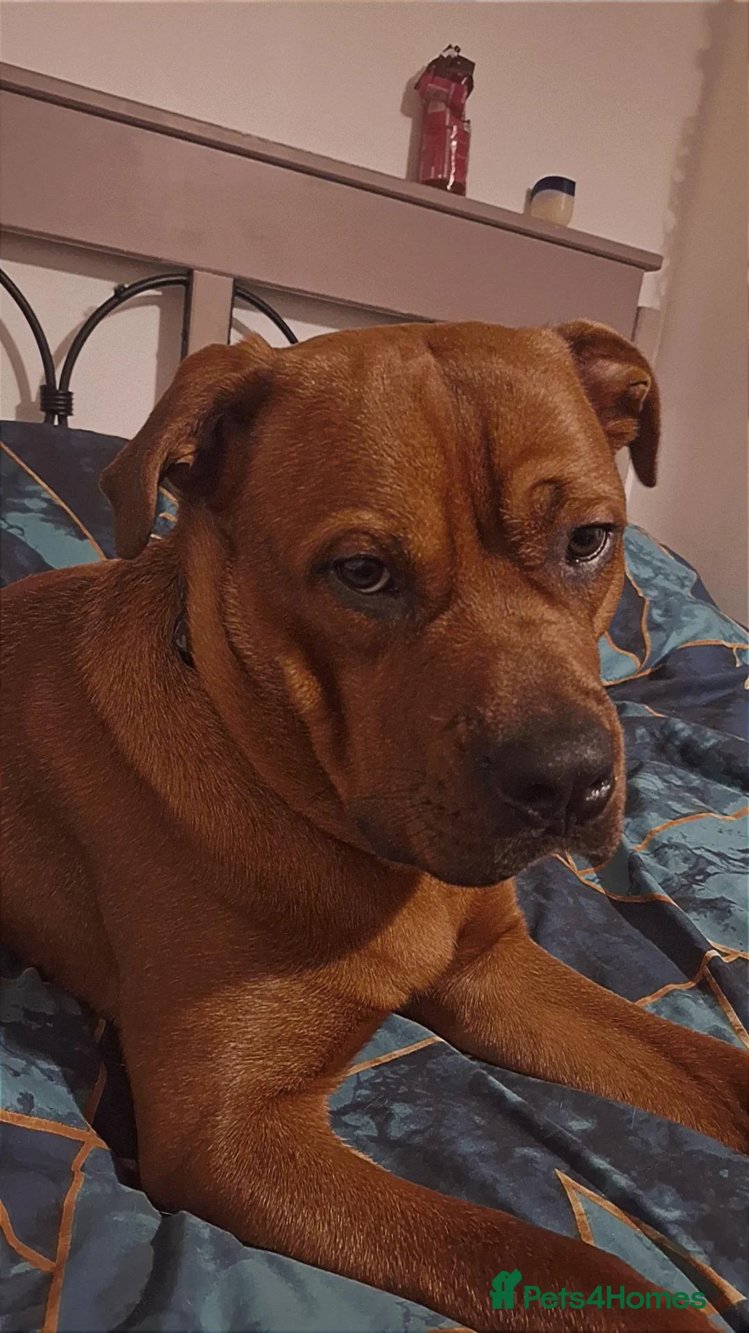 Mixed Breed dogs for sale: Staffweiler male - Advert 2