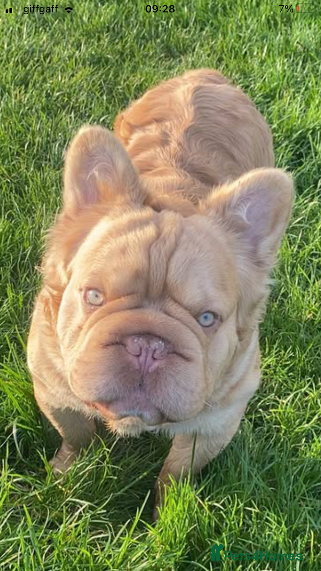French Bulldog dogs for sale:  French bulldogs from £850 to £1700 in Liverpool - Image 8