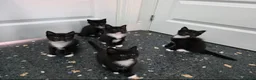 Mixed Breed cats for sale: Kittens for sale  in Reading - Advert 1