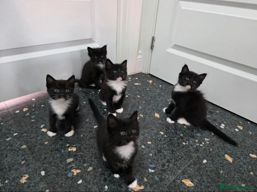 Mixed Breed cats for sale: Kittens for sale  in Reading - Advert 1