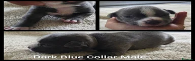 Dark Blue Collar Male