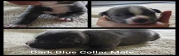 Staffordshire Bull Terrier dogs for sale: KC Blue Staffordshire Bull Terrier Puppies - Advert 6