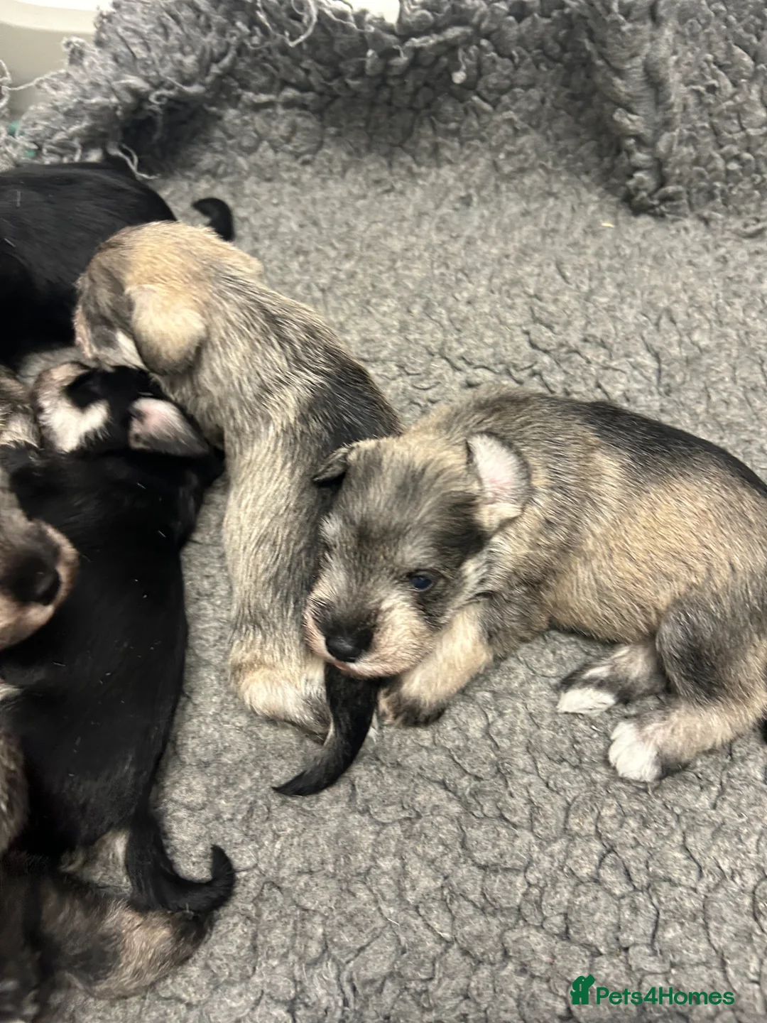 Miniature Schnauzer dogs for sale: Mini Schnauzer  - Advert 10