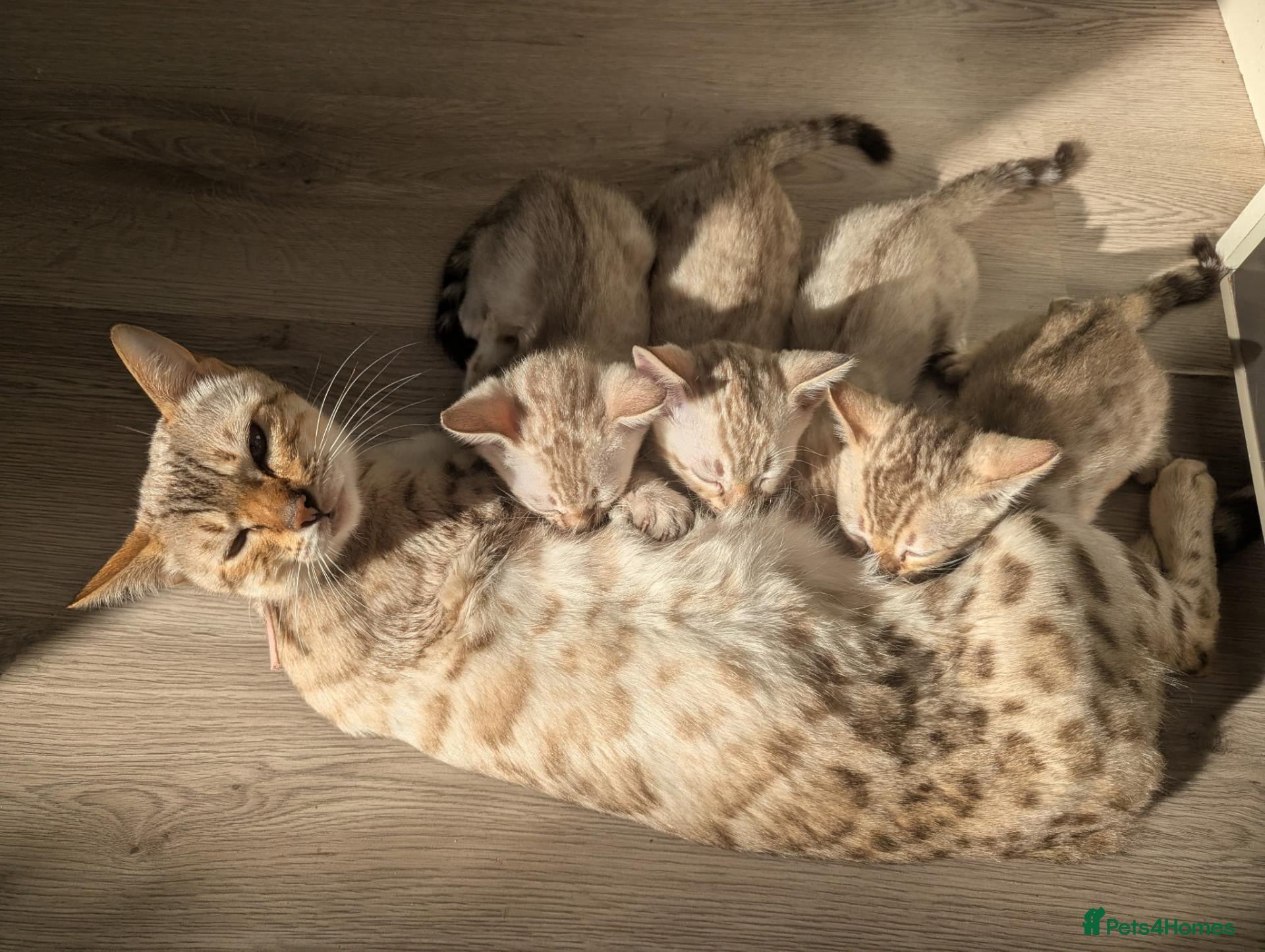 Bengal cats 4 beautiful pure snow bengal kitten - Advert 1