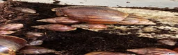 Snails invertebrates for sale: Giant African albino land snails  - Advert 2