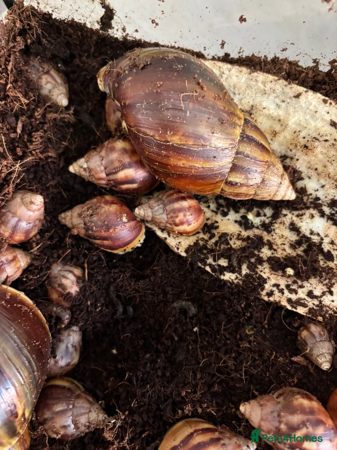 Snails invertebrates for sale: Giant African albino land snails  - Advert 2
