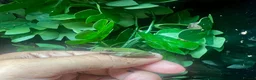 Frog reptiles for sale: Various dart frogs and tree frogs  - Advert 10