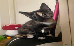 Bengal cats for sale: adorable bengal/tort kitties for sale - Image 10