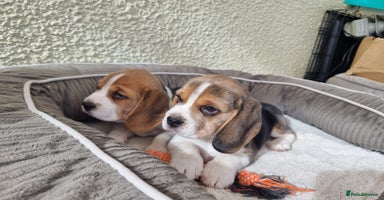 Beagle dogs - Advert 15