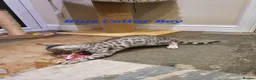 Bengal cats for sale: 🐆🐆Beautiful Pedigree Bengal Kittens🐆🐆  - Advert 17