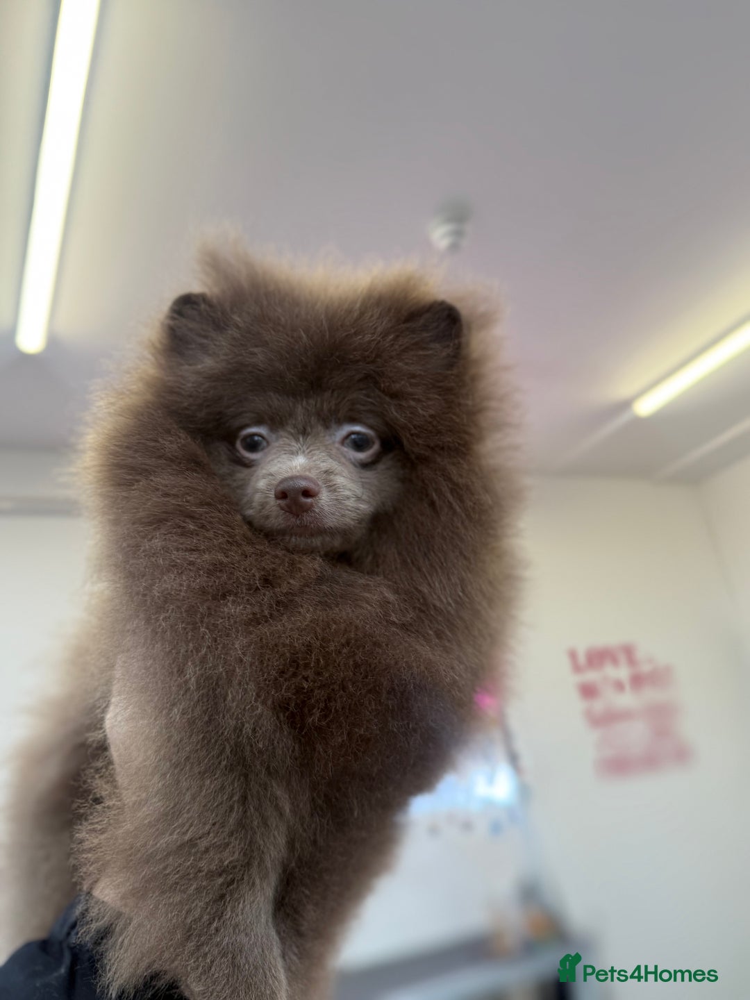 Pomeranian dogs for sale: Lilac girl - Advert 7