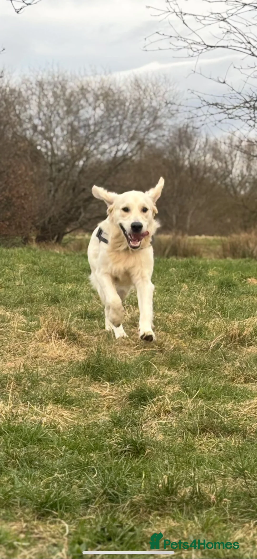 Golden Retriever dogs for sale: Sad rehome please read full advert - Advert 2