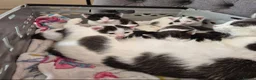 Mixed Breed cats for sale: 3 adorable girls looking for their furever homes - Advert 8