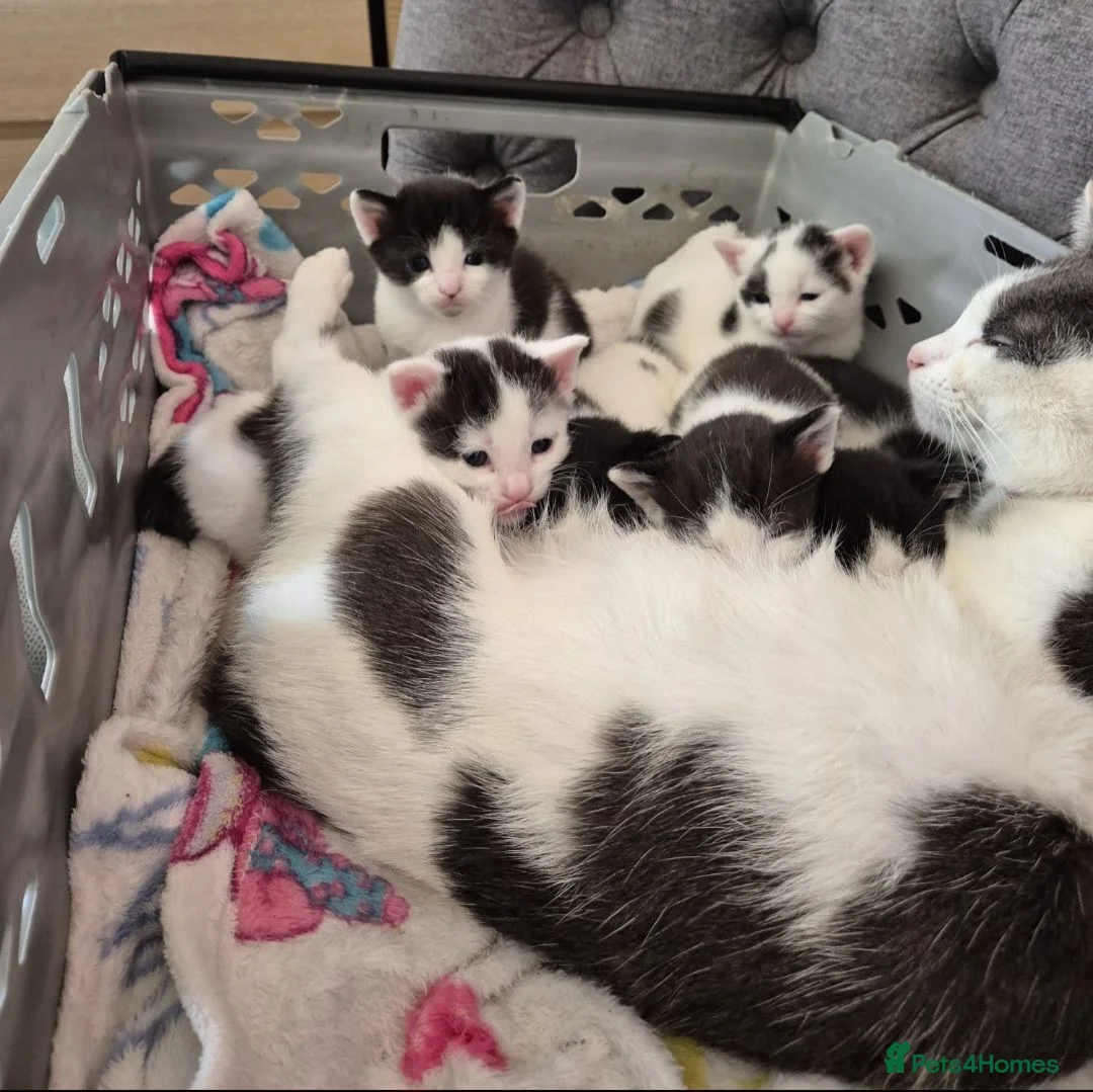 Mixed Breed cats for sale: 3 adorable girls looking for their furever homes - Advert 8