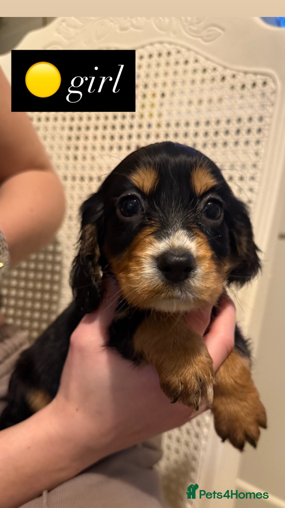 Cocker Spaniel dogs for sale: Pedigree Cocker spaniel puppies for sale  - Image 5