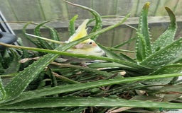 Cockatiels birds for sale: Semi tame baby cockatiels  - Image 8