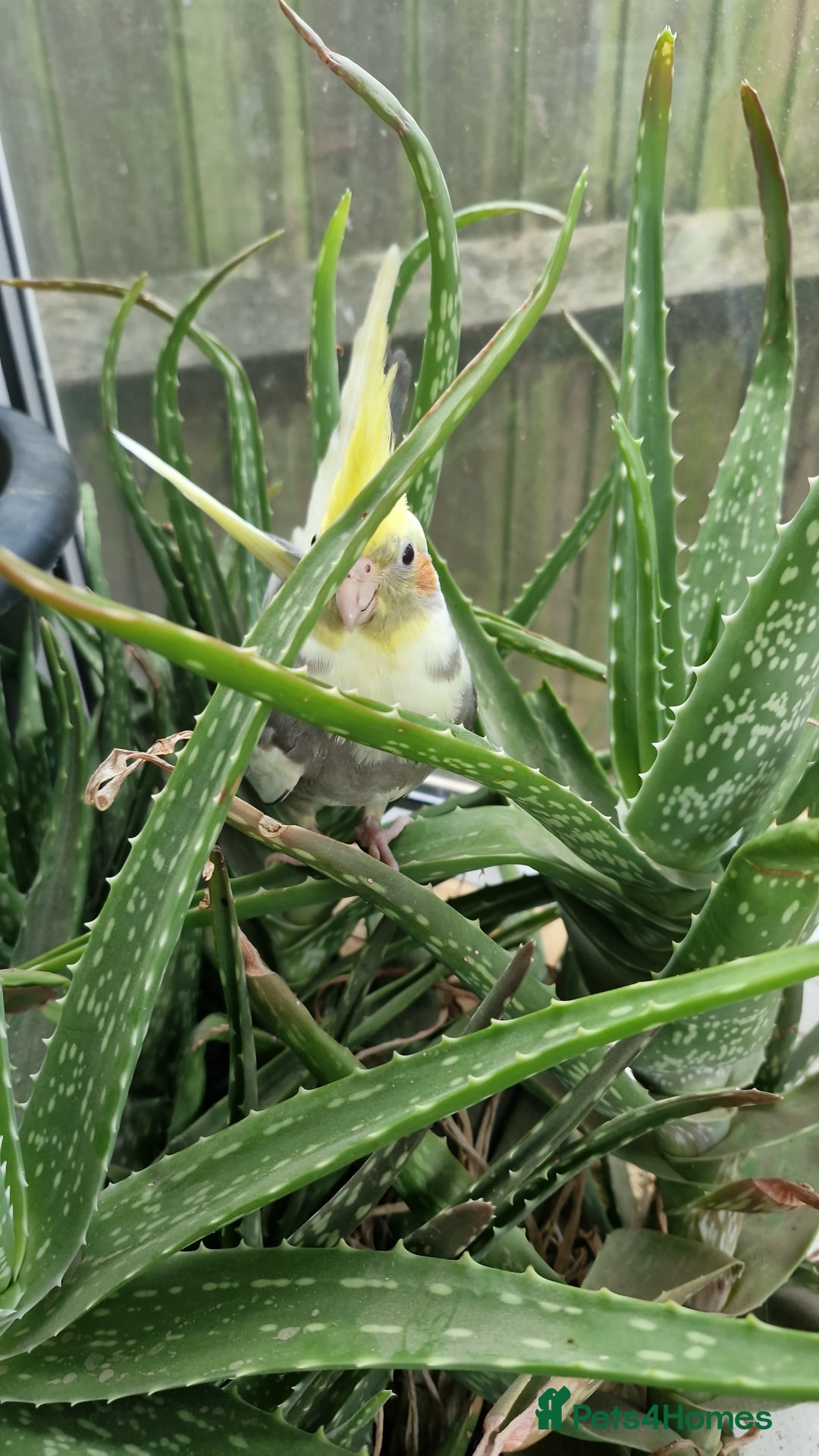 Cockatiels birds for sale: Semi tame baby cockatiels  - Image 8