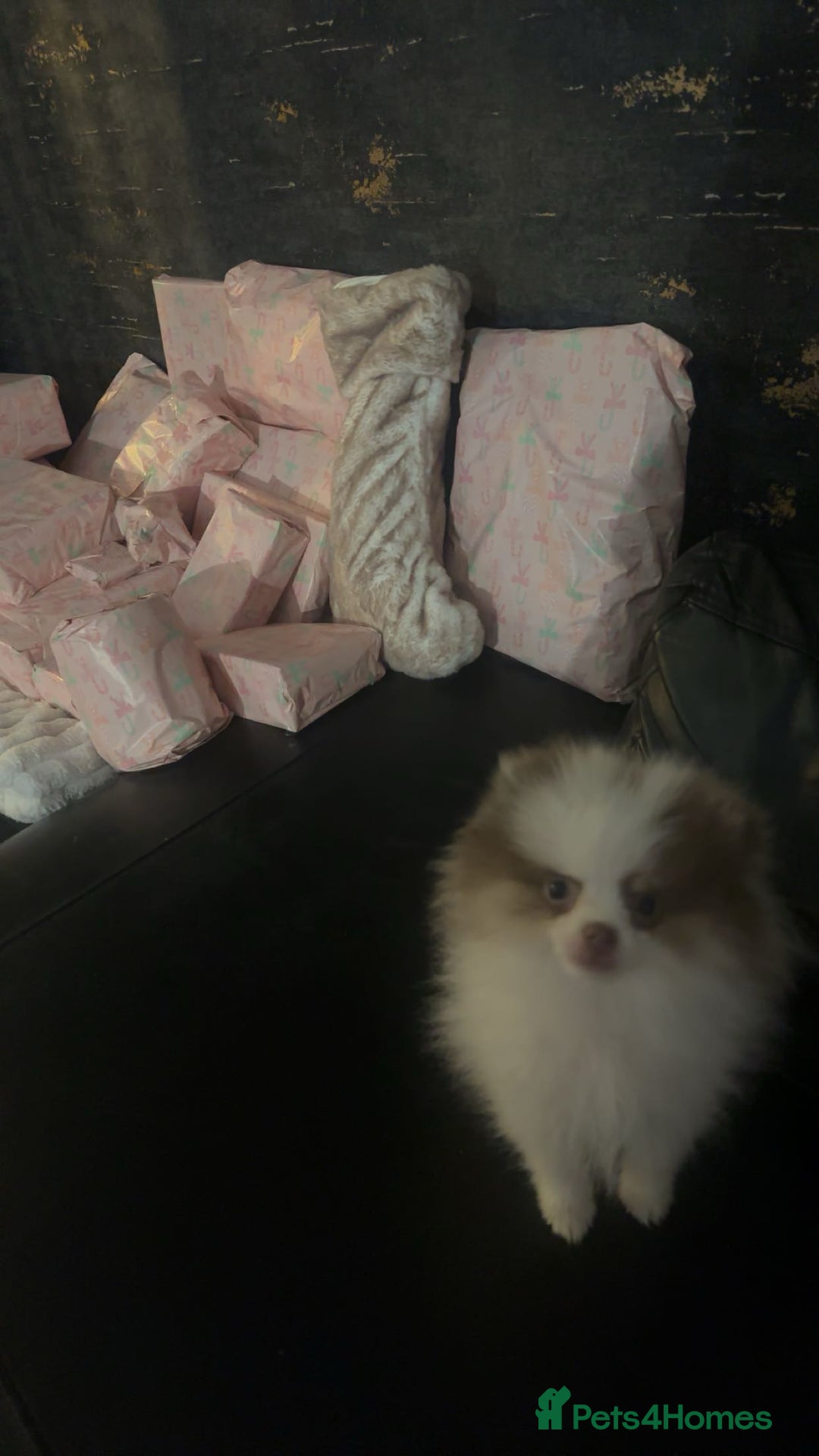 Pomeranian dogs for sale: Everest - Advert 3