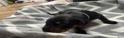 Dobermann dogs for sale: KC registered Dobermann puppies - Advert 27
