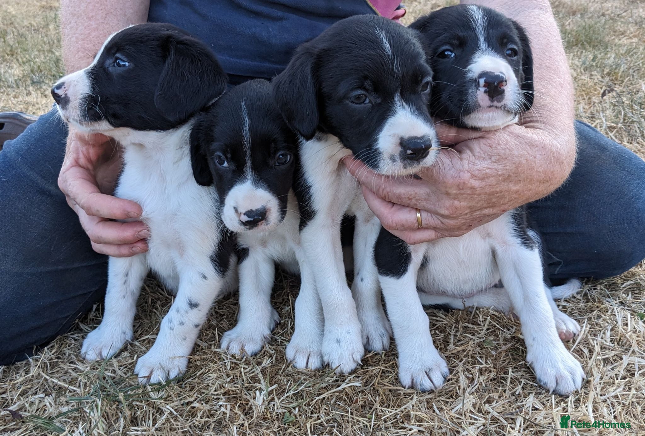 Sprollie dogs Sprollie Pups For Sale - Advert 2