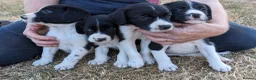 Sprollie dogs for sale: Sprollie Pups For Sale in Crediton - Advert 2